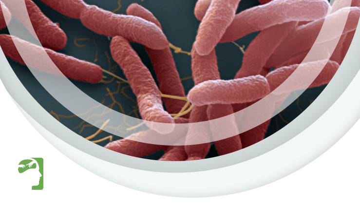 CDC emite alerta sobre possível surto de bactéria mortal