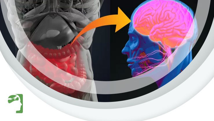 Como são as bactérias no intestino de quem tem depressão