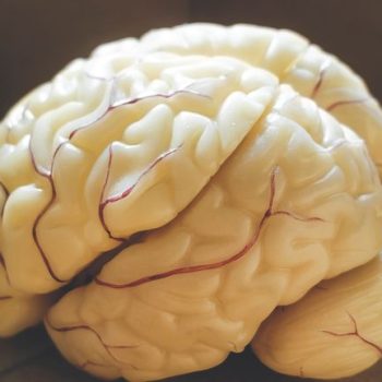 maqueteCerebro-alzheimer-triplicar-2050-img-txt-gruponeurogenesis.com